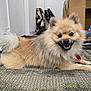 Koba is registered to the contest to win money with this photo: dog, pomeranian, smiling, indoor, carpet, fluffy, pet, animal, canine, cute, happy, lying_down, fur, tail, collar, room, cardboard_box, water_bottle, plastic_bag, floor