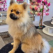 Koba joined the competition — help win amazing prizes! dog, fluffy, indoor, flower_wall, mirror, carpet, pet, cute, sitting, decor, pink_flowers, white_flowers, tail, fur, muzzle, ears, eyes, round_mat, cozy, animal