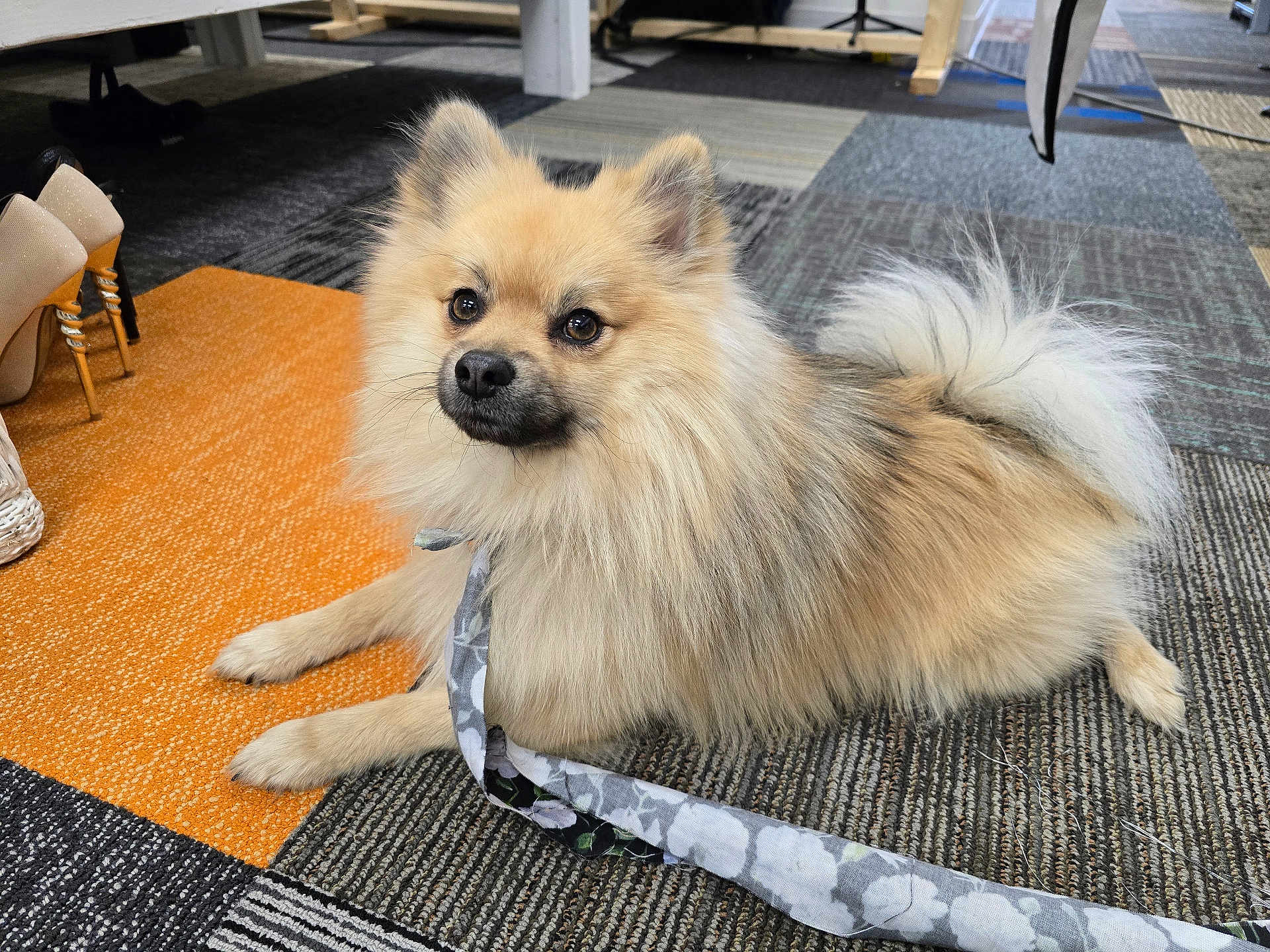 Koba joined the competition — help win amazing prizes! dog, pomeranian, leash, carpet, indoor, footwear, high_heels, basket, fluffy, pet, animal, cute, small_dog, fur, lying_down, domestic, floor, patterned, accessory, resting