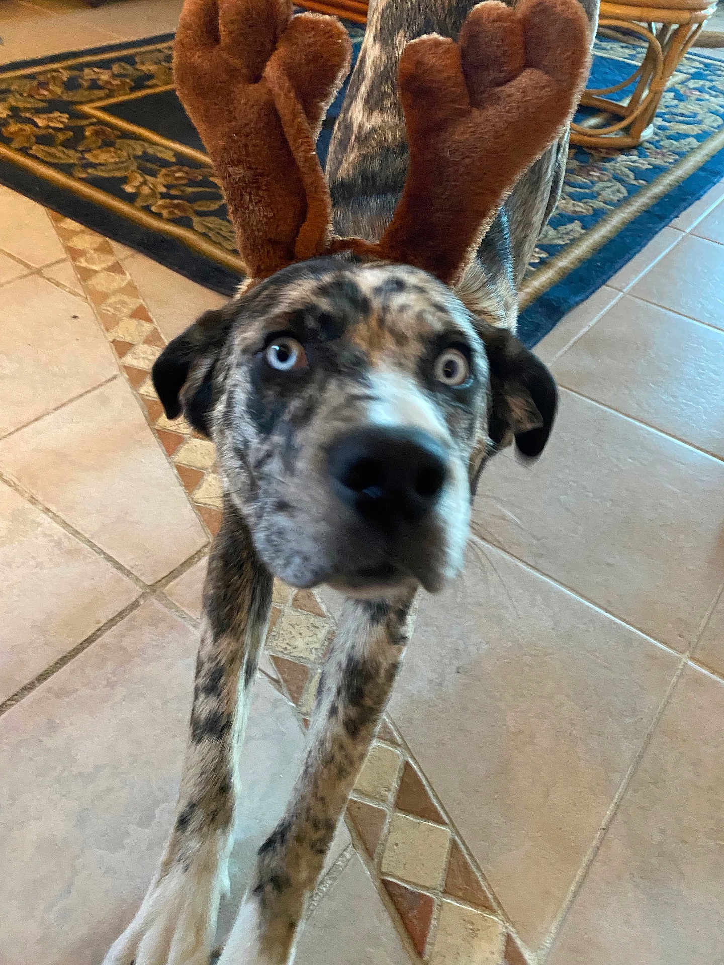 Roxy is registered to the contest to win money with this photo: dog, reindeer_antlers, pet, indoor, tile_floor, patterned_rug, stretching, curious, brown, black, white, blue_eyes, furry, holiday_costume, animal, canine, playful, decor, home, closeup