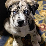 Roxy is registered to the contest to win money with this photo: puppy, dog, blue_eyes, speckled_coat, sitting, indoor, carpet, patterned_rug, cute, pet, animal, fur, close_up, young_dog, domestic_animal, looking_up, whiskers, ears, paws, nose