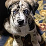 puppy, dog, blue_eyes, speckled_coat, sitting, indoor, carpet, patterned_rug, cute, pet, animal, fur, close_up, young_dog, domestic_animal, looking_up, whiskers, ears, paws, nose