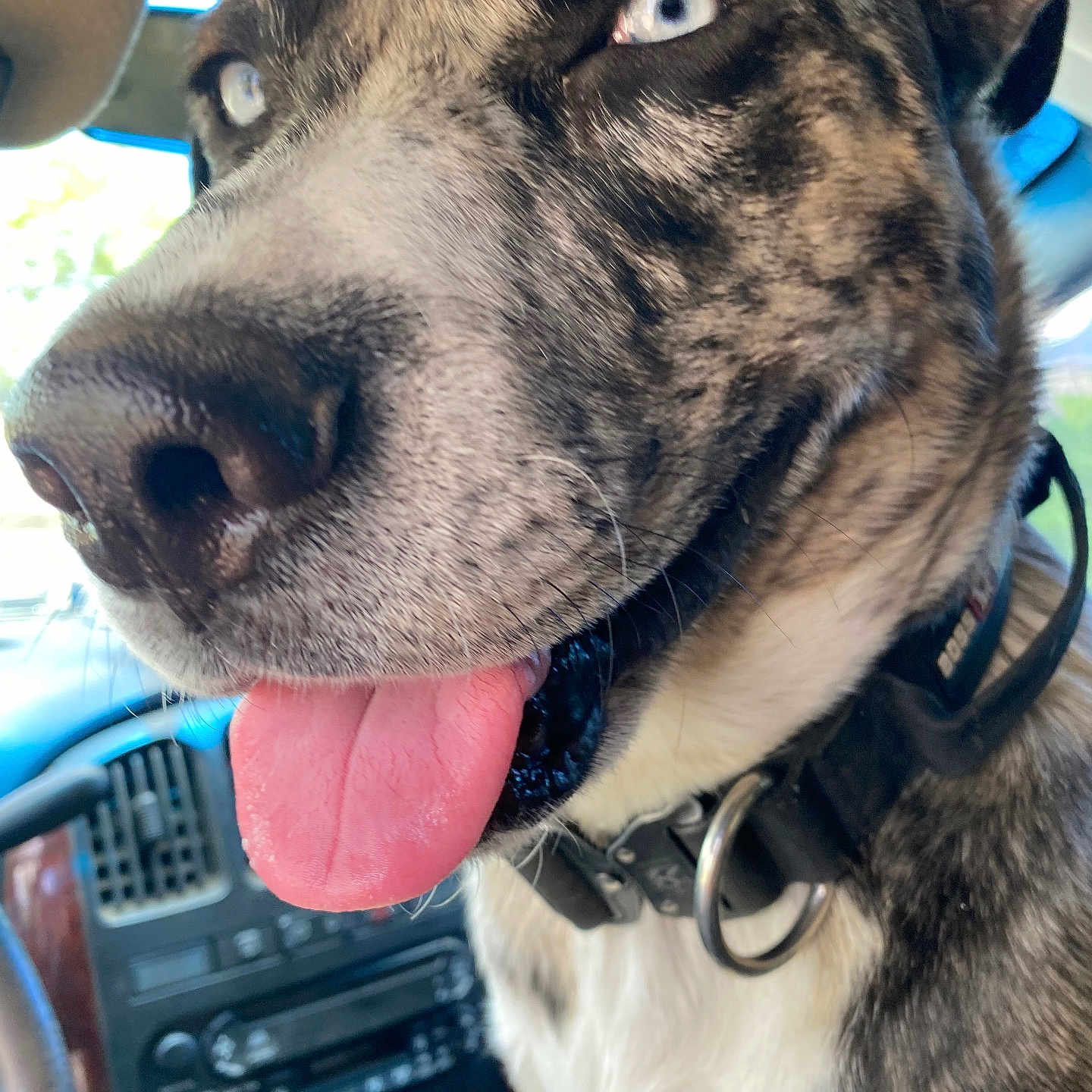 Roxy
