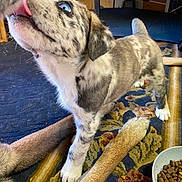 Roxy joined the competition — help win amazing prizes! animal, blue_eyes, close_up, companion, curious, dog, domestic_animal, floor, food_bowl, indoor, kibble, legs, mammal, pet, playful, puppy, rug, spotted, tongue, young_dog