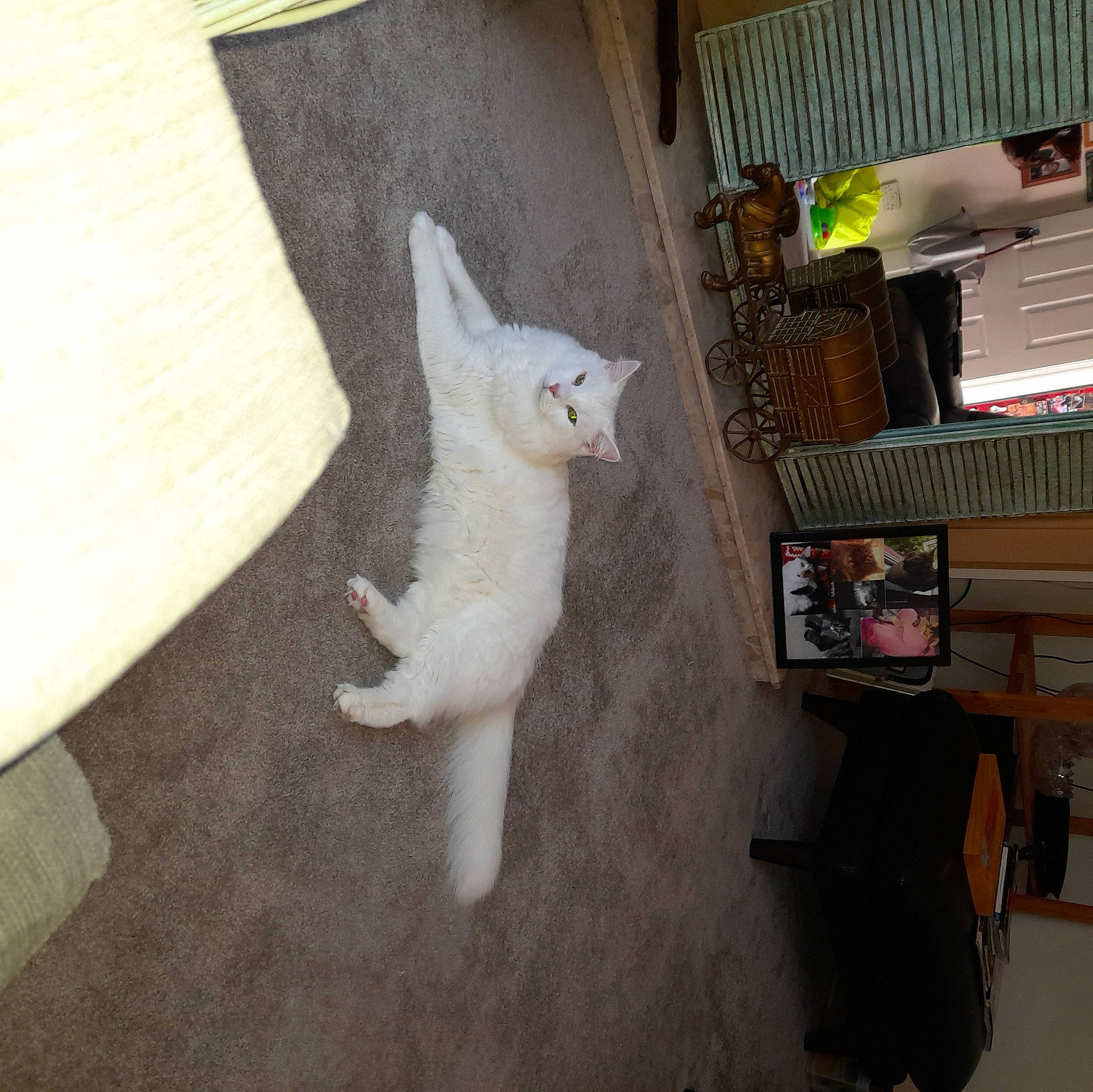 Harley is registered to the contest to win money with this photo: canidae, carnivore, cat, comfort, companion_dog, dog_breed, domestic_short_haired_cat, fawn, felidae, flooring, fur, hardwood, paw, room, shelf, small_to_medium_sized_cats, sporting_group, tail, whiskers, wood