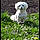 Maïa