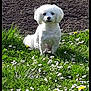 Maïa a rejoint le concours — aidez-le/la à gagner de superbes lots ! dog, white_dog, grass, flowers, garden, outdoor, pet, small_dog, canine, nature, greenery, plant, animal, sunlight, summer, flora, sitting, cute, fur, portrait