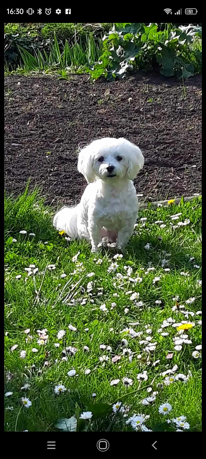 Maïa a rejoint le concours — aidez-le/la à gagner de superbes lots ! dog, white_dog, grass, flowers, garden, outdoor, pet, small_dog, canine, nature, greenery, plant, animal, sunlight, summer, flora, sitting, cute, fur, portrait