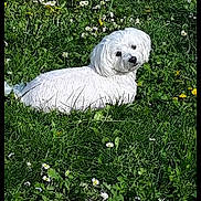 Maïa a rejoint le concours — aidez-le/la à gagner de superbes lots ! dog, white_dog, grass, flowers, wildflowers, greenery, outdoor, nature, pet, animal, spring, sunny, relaxed, cute, fluffy, canine, field, laying_down, looking_back, daylight