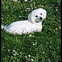 dog, white_dog, grass, flowers, wildflowers, greenery, outdoor, nature, pet, animal, spring, sunny, relaxed, cute, fluffy, canine, field, laying_down, looking_back, daylight