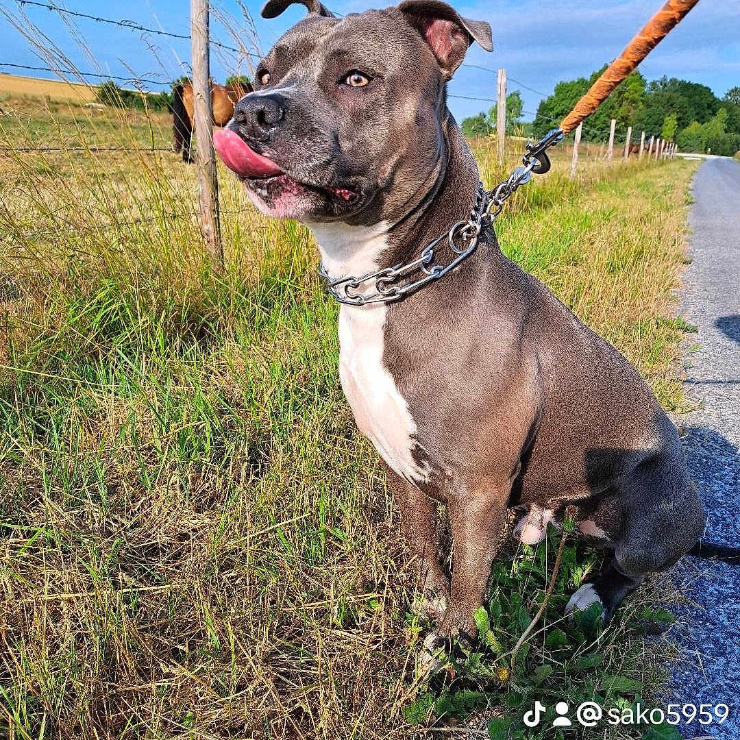 Saïko a rejoint le concours — aidez-le/la à gagner de superbes lots ! accessories, animal, boxer, bulldog, canine, dog, field, frenchbulldog, grass, grassland, nature, outdoors, pet, photography, pitbull, plant, puppy, sky, snout, strap