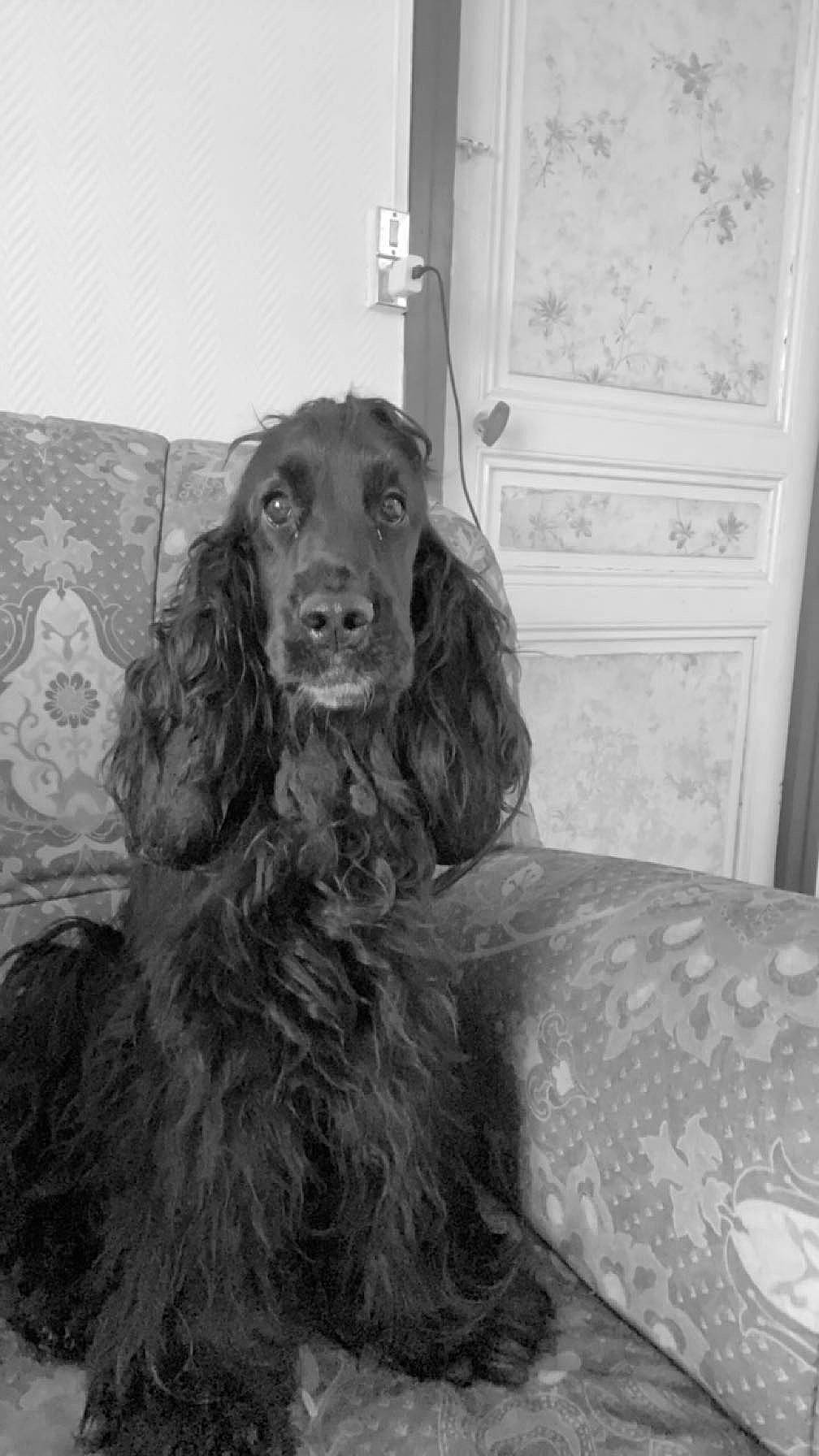 Suzy participe au concours pour gagner de l'argent avec cette photo : cabinetry, canidae, carnivore, chest_of_drawers, cocker_spaniel, companion_dog, cupboard, dog, dog_breed, door, fur, gun_dog, liver, monochrome, monochrome_photography, snout, spaniel, sporting_group, working_animal, working_dog