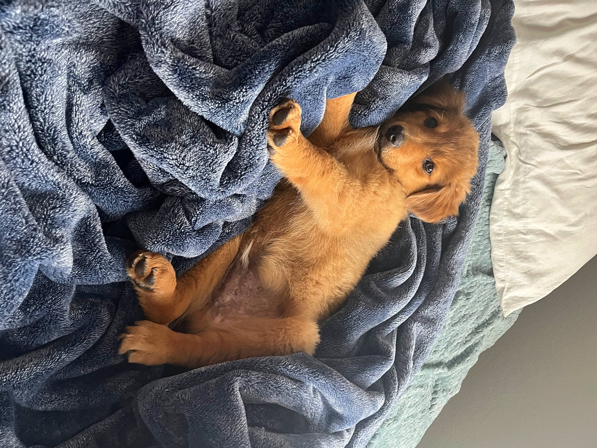 Malakai joined the competition — help win amazing prizes! abdomen, canidae, carnivore, comfort, companion_dog, dog, dog_breed, electric_blue, fawn, felidae, foot, fur, human_leg, linens, nap, sleep, sporting_group, thigh, whiskers, wrinkle