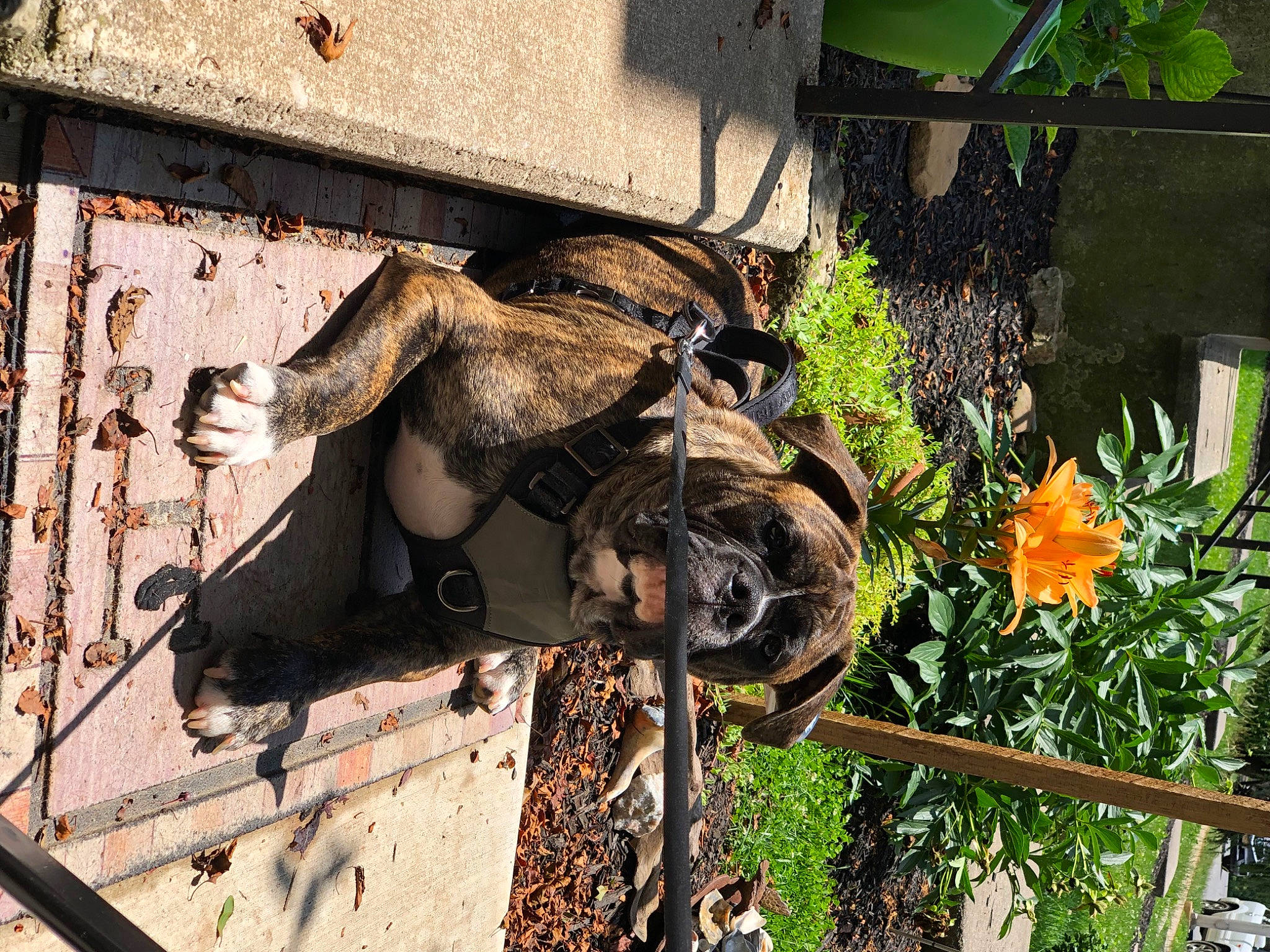 Oden is registered to the contest to win money with this photo: art, facade, fawn, flower, grass, human_leg, lawn_ornament, leisure, metal, petal, plant, sculpture, statue, sunglasses, visual_arts, window, wood