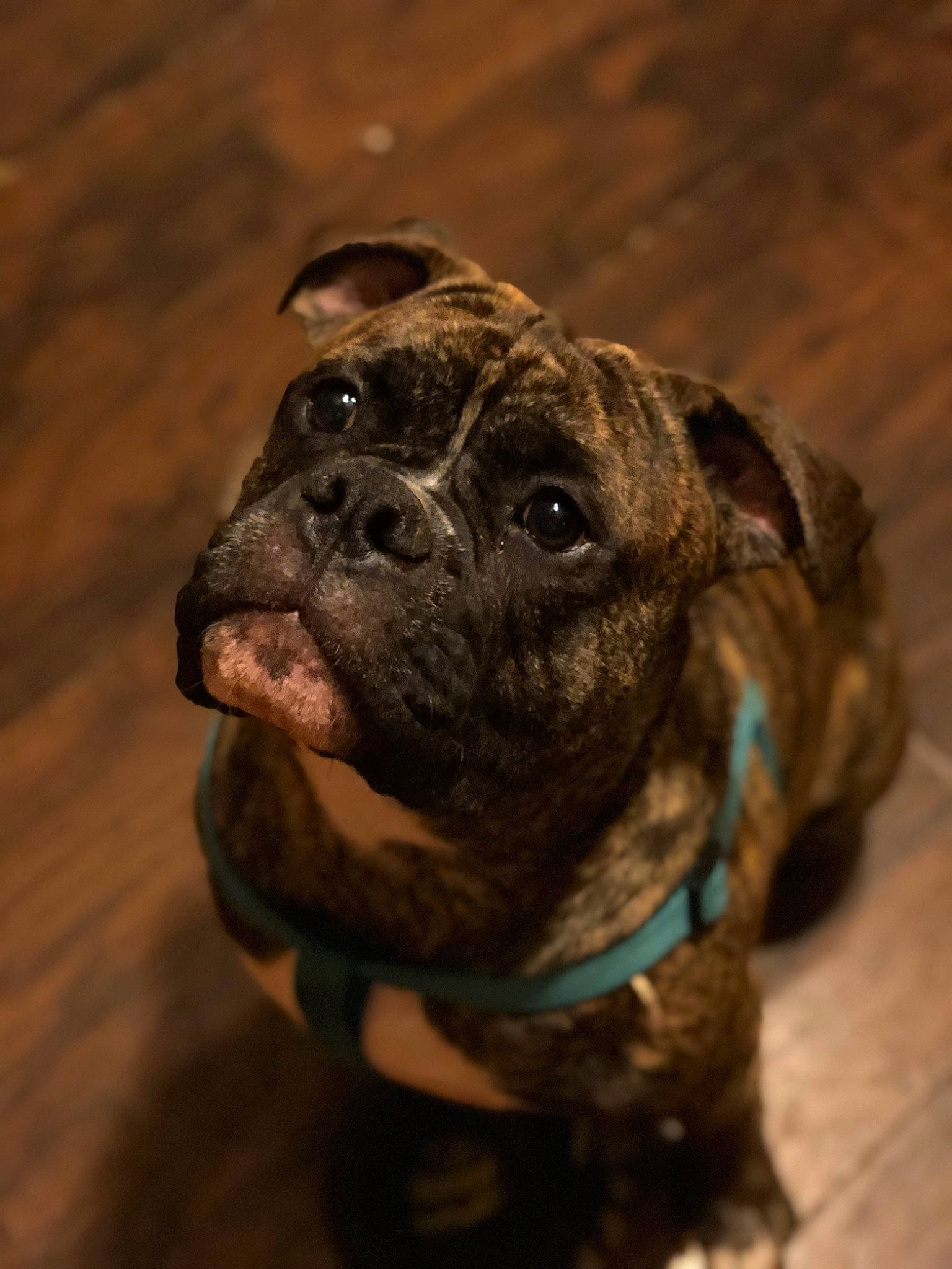 Oden is registered to the contest to win money with this photo: ancient_dog_breeds, boxer, canidae, carnivore, collar, companion_dog, dog, dog_breed, dog_collar, fawn, guard_dog, liver, non_sporting_group, pet_supply, terrestrial_animal, whiskers, wood, working_animal, working_dog, wrinkle