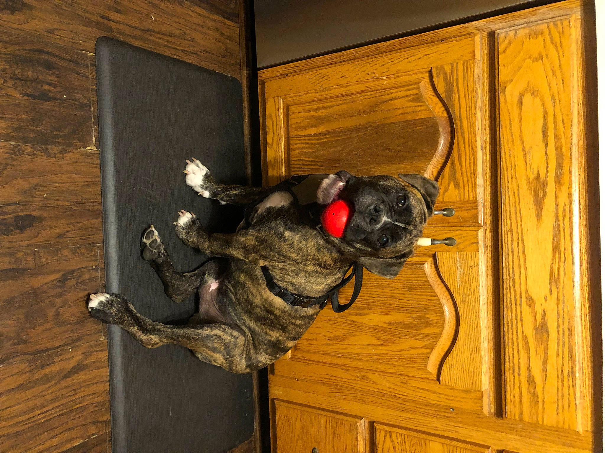 Oden is registered to the contest to win money with this photo: art, door, door_handle, flooring, hardwood, metal, personal_protective_equipment, plank, room, safety_glove, snout, sporting_group, tail, varnish, visual_arts, wood, wood_stain, working_animal