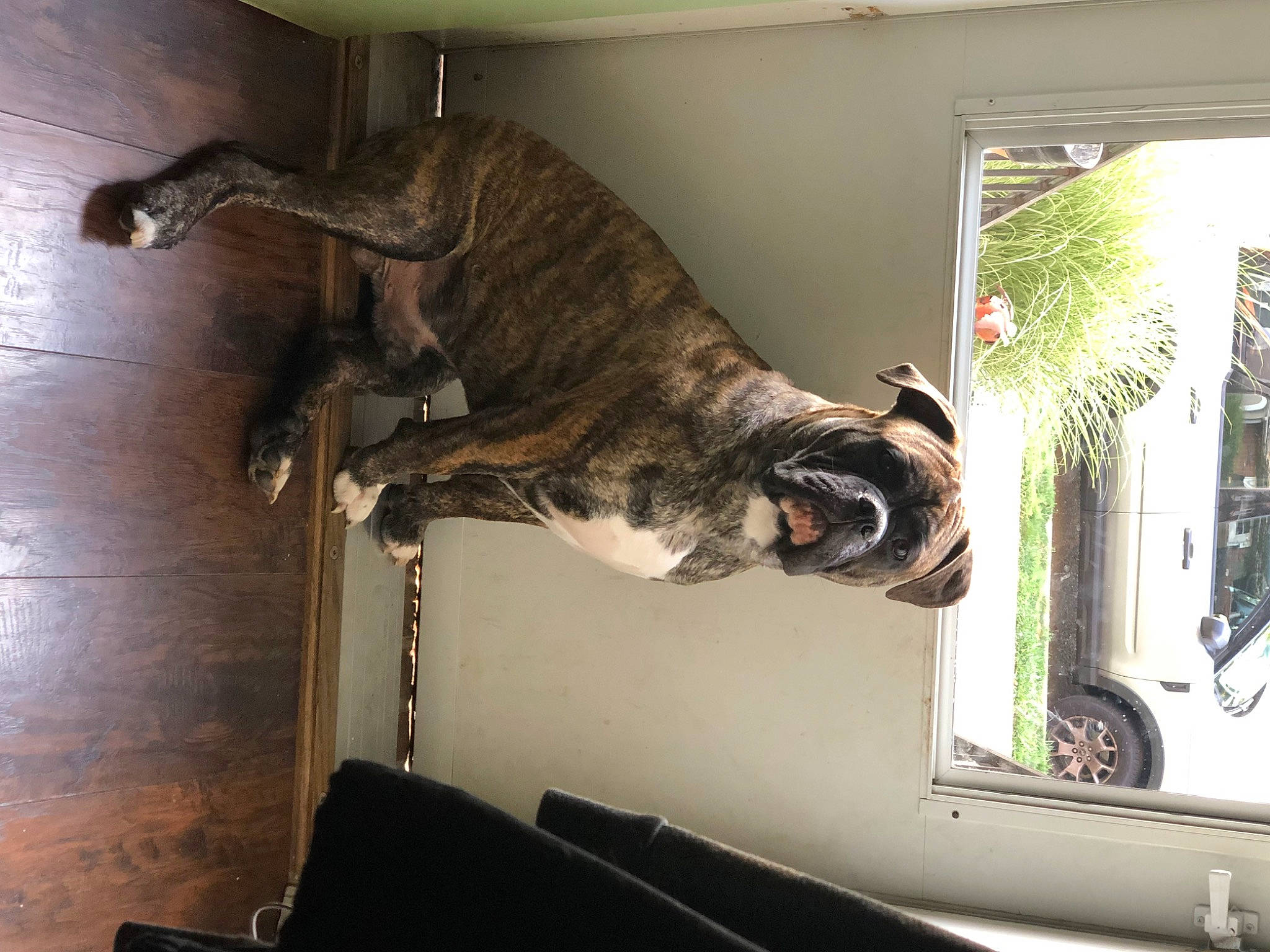 Oden joined the competition — help win amazing prizes! canidae, carnivore, cat, comfort, dog_breed, domestic_short_haired_cat, fawn, felidae, fur, hardwood, plott_hound, room, small_to_medium_sized_cats, sporting_group, tail, terrestrial_animal, vehicle_door, whiskers, window, wood