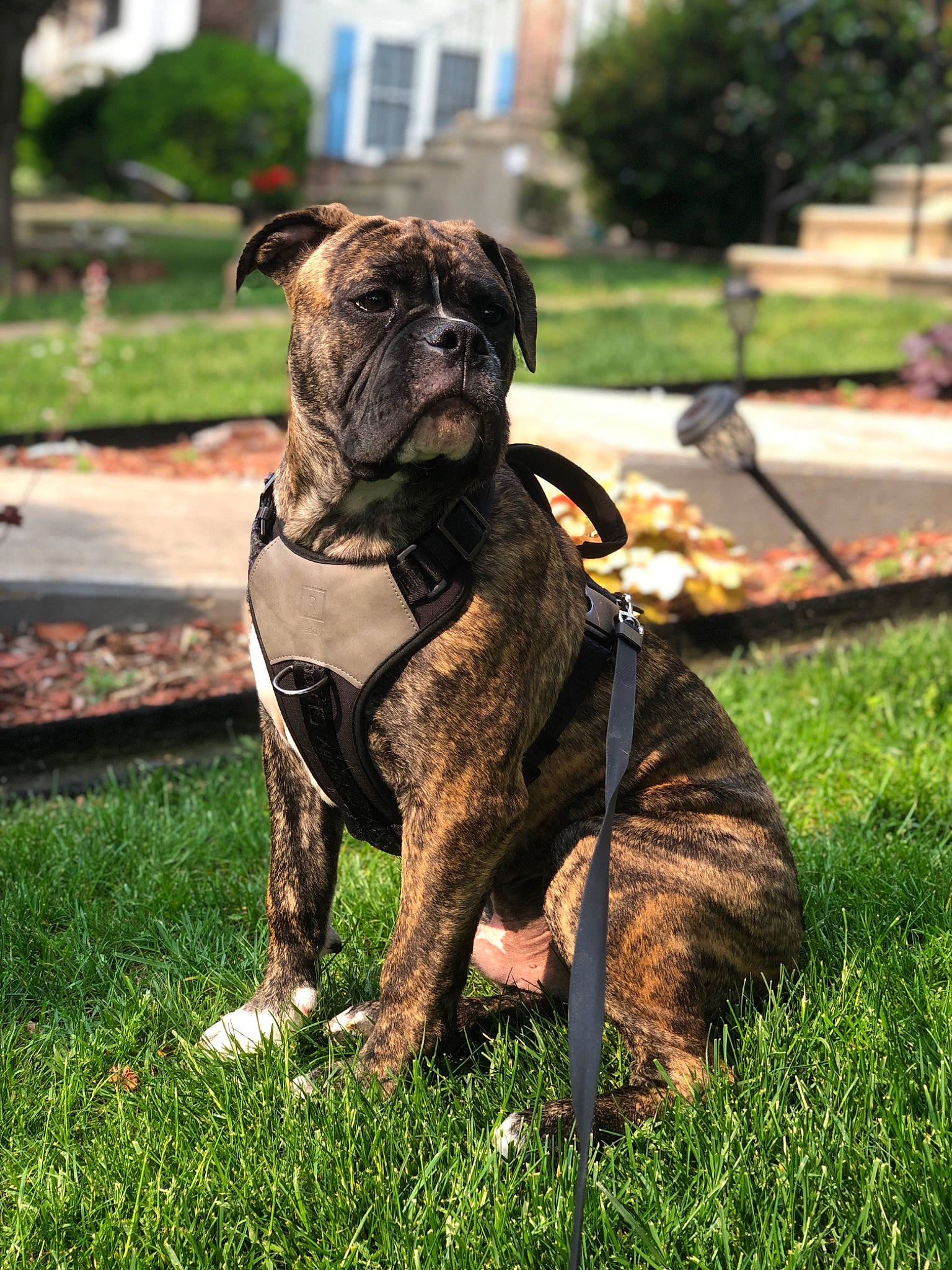 Oden joined the competition — help win amazing prizes! building, bulldog, canidae, carnivore, collar, companion_dog, dog, dog_breed, dog_collar, fawn, grass, leash, pet_supply, plant, pug, snout, sporting_group, toy_dog, tree, wrinkle