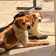Yuki a rejoint le concours — aidez-le/la à gagner de superbes lots ! dogs, three_dogs, pets, animals, brown_dog, white_dog, black_dog, lying_down, sitting, outdoor, sunlight, doorway, tile_floor, fur, canine, group, portrait, looking_at_camera, relaxed, home_entrance