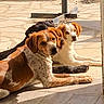 dogs, three_dogs, pets, animals, brown_dog, white_dog, black_dog, lying_down, sitting, outdoor, sunlight, doorway, tile_floor, fur, canine, group, portrait, looking_at_camera, relaxed, home_entrance