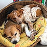 dogs, puppies, pet, animal, wicker_basket, sleeping, awake, cuddling, brown_and_white, spotted, floppy_ears, dog_face, dog_eyes, blanket, floral_pattern, indoor, cozy, resting, portrait, wooden_floor