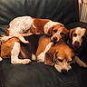 Lia participe au concours pour gagner de l'argent avec cette photo : dogs, beagles, four_dogs, pets, canines, animal_portrait, couch, leather_couch, indoors, living_room, resting, lying_down, sleepy, tongue_out, tricolor, brown_and_white, black_and_white, floppy_ears, cozy, group_photo