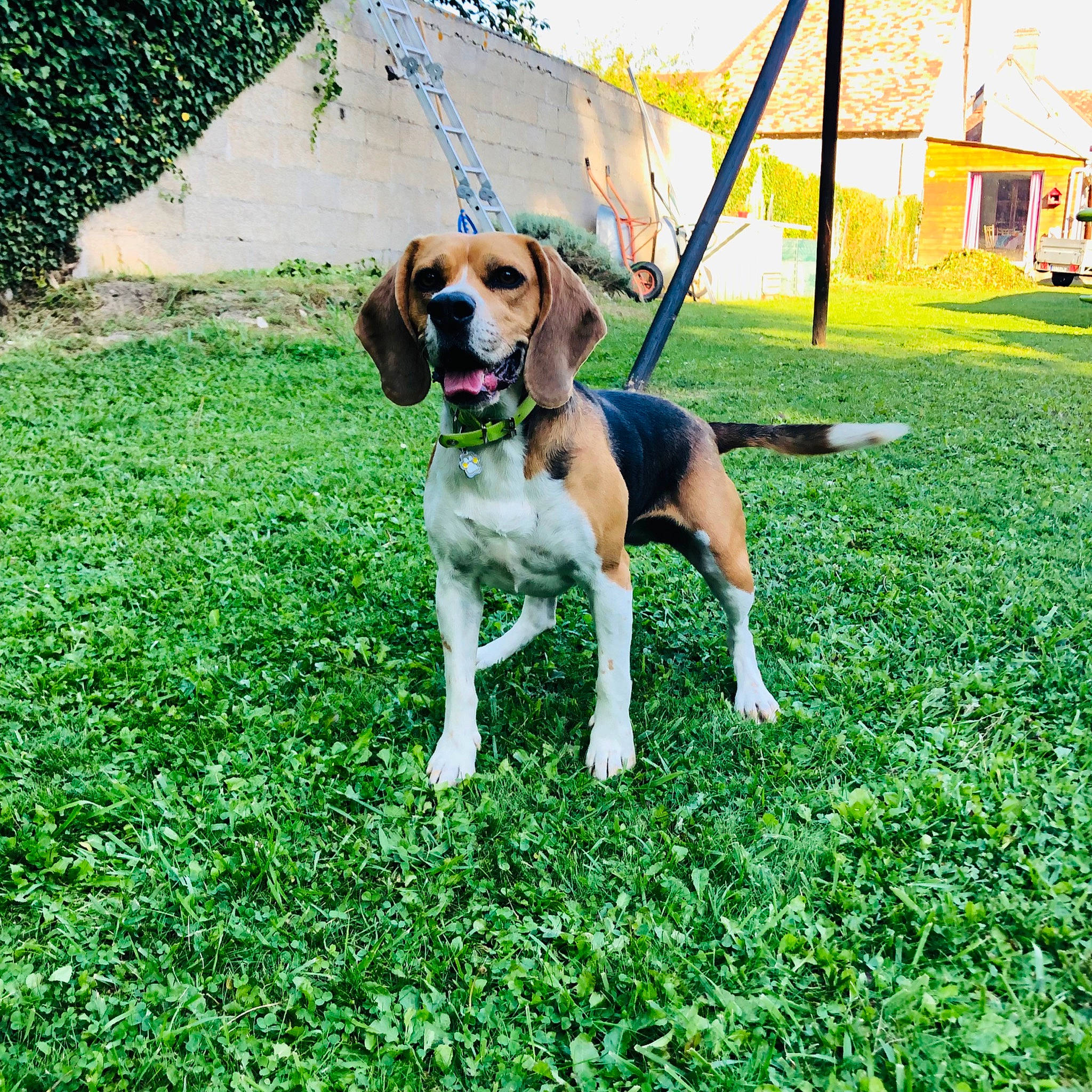 Lia participe au concours pour gagner de l'argent avec cette photo : canidae, carnivore, collar, companion_dog, dog, dog_breed, dog_collar, dog_supply, fawn, grass, groundcover, hound, leash, leisure, pet_supply, plant, sporting_group, tail, working_animal, working_dog