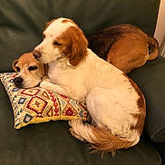 Lia participe au concours pour gagner de l'argent avec cette photo : dogs, dog, pets, canine, sleeping, resting, couch, sofa, pillow, cushion, indoors, home, furniture, brown_and_white, floppy_ears, long_hair, short_hair, cozy, relaxed, companionship