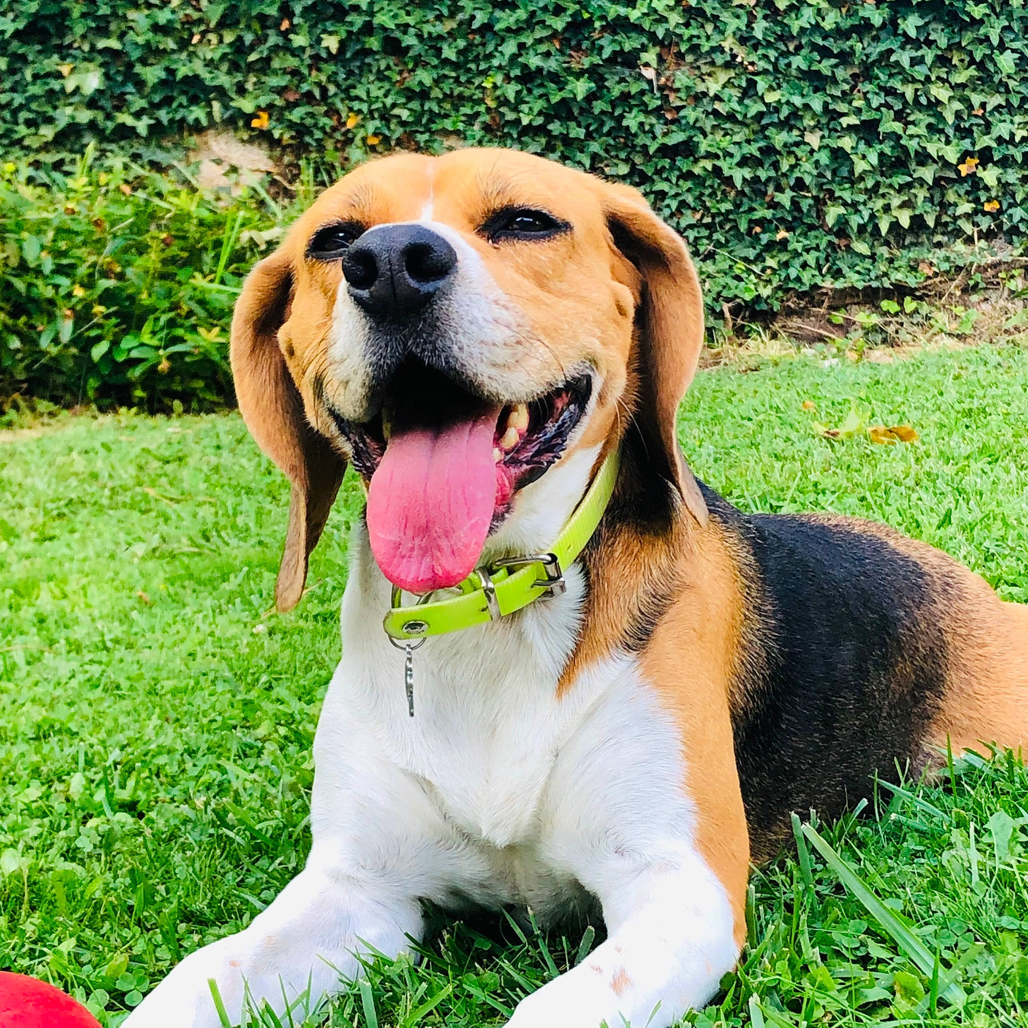 Lia participe au concours pour gagner de l'argent avec cette photo : beagle, carnivore, collar, companion_dog, dog, dog_breed, dog_collar, dog_supply, fawn, grass, hound, leash, paw, plant, scent_hound, snout, sporting_group, tennis_ball, whiskers, working_dog