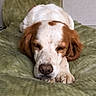 Ollie a rejoint le concours — aidez-le/la à gagner de superbes lots ! dog, spaniel, sleeping, sleepy, resting, lying_down, white_fur, brown_ears, long_ears, paws, muzzle, nose, closed_eyes, pet, indoors, blanket, green_blanket, couch, cozy, portrait