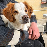 Ollie a rejoint le concours — aidez-le/la à gagner de superbes lots ! dog, spaniel, pet, animal, portrait, close_up, white_and_brown, floppy_ears, brown_eyes, nose, fur, sitting, being_held, person, sweater, hands, outdoor, yellow_wall, window, chair