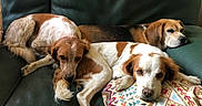 Ollie participe au concours pour gagner de l'argent avec cette photo : dogs, three_dogs, pets, canine, brown_and_white, beagle, spaniel, lying_down, sleeping, relaxed, couch, leather, blanket, indoors, home, portrait, animal_photography, furry, group, cozy