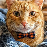Baxter joined the competition — help win amazing prizes! animal, blanket, bow_tie, cat, close_up, cozy, cute, ears, eyes, face, feline, fluffy, ginger, indoors, orange_tabby, pet, photography, portrait, striped_fur, whiskers