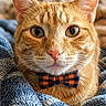 animal, blanket, bow_tie, cat, close_up, cozy, cute, ears, eyes, face, feline, fluffy, ginger, indoors, orange_tabby, pet, photography, portrait, striped_fur, whiskers