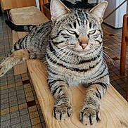 Tigrou a rejoint le concours — aidez-le/la à gagner de superbes lots ! animal, cat, closeup, domestic, ears, feline, flooring, furniture, housecat, indoor, mammal, paws, pet, relaxed, resting, striped, tabby, tiles, whiskers, wooden_bench