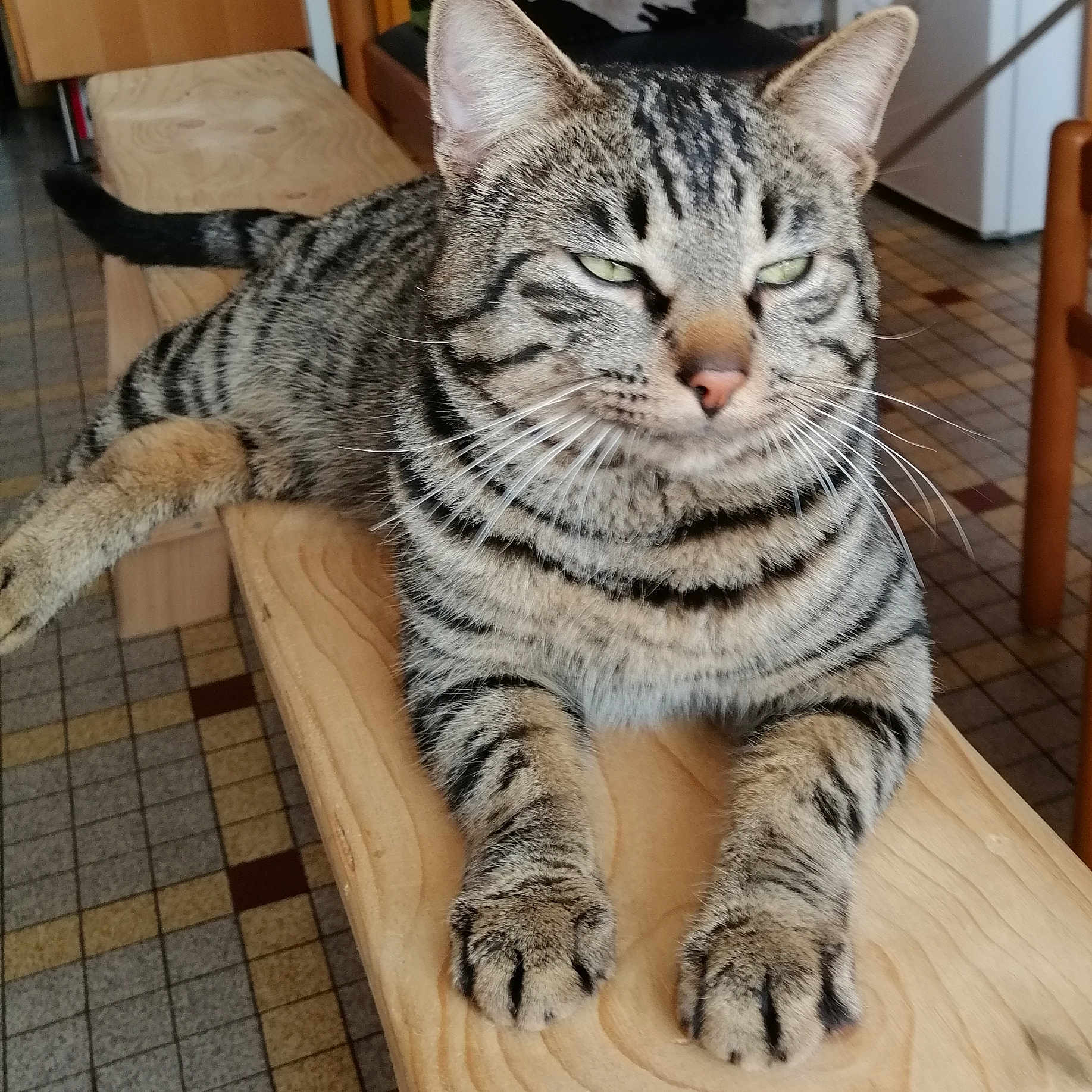 Tigrou a rejoint le concours — aidez-le/la à gagner de superbes lots ! animal, cat, closeup, domestic, ears, feline, flooring, furniture, housecat, indoor, mammal, paws, pet, relaxed, resting, striped, tabby, tiles, whiskers, wooden_bench