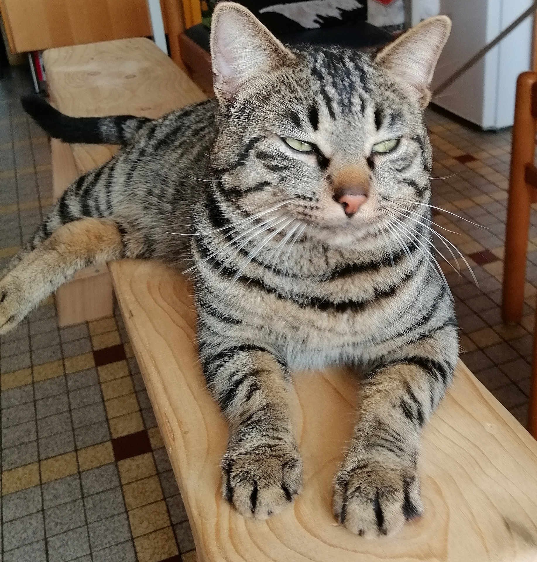 Tigrou a rejoint le concours — aidez-le/la à gagner de superbes lots ! animal, cat, closeup, domestic, ears, feline, flooring, furniture, housecat, indoor, mammal, paws, pet, relaxed, resting, striped, tabby, tiles, whiskers, wooden_bench
