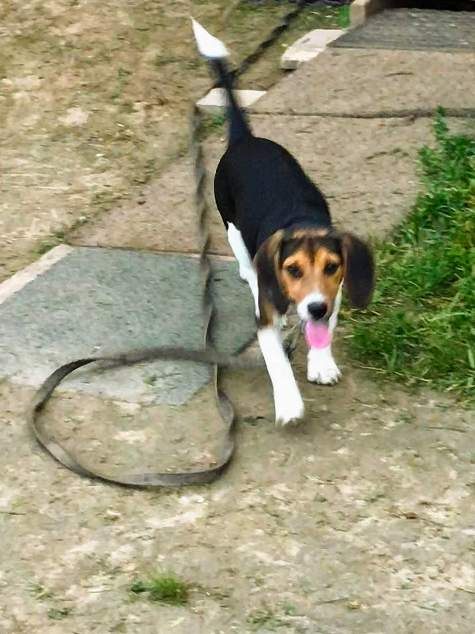 Canada is registered to the contest to win money with this photo: beagle, beagle_harrier, canidae, carnivore, collar, companion_dog, concrete, dog, dog_breed, dog_supply, hound, hunting_dog, pet_supply, pocket_beagle, road_surface, scent_hound, sporting_group, tail, working_animal, working_dog