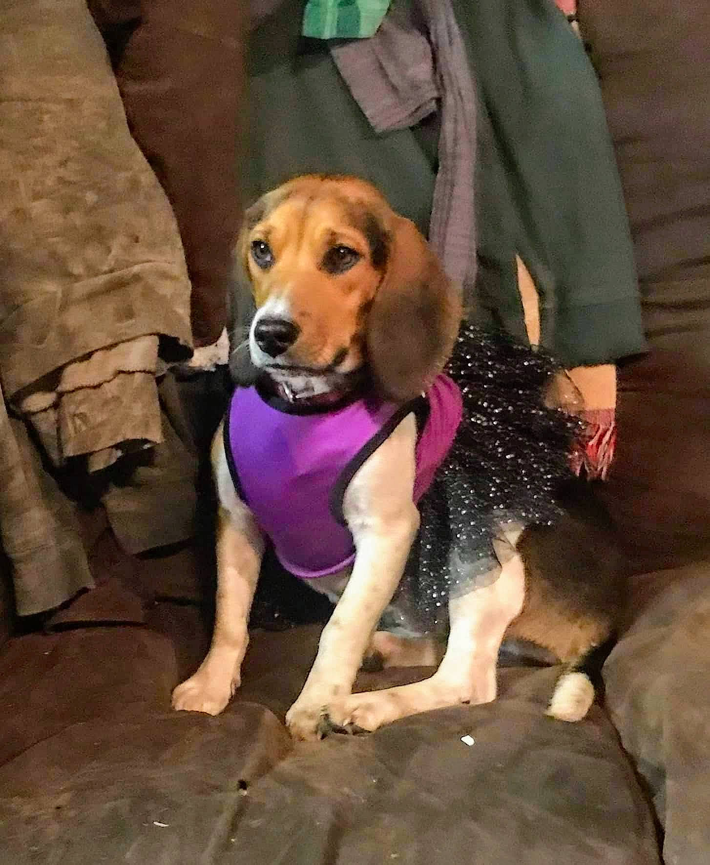 Canada is registered to the contest to win money with this photo: canidae, carnivore, collar, companion_dog, dog, dog_breed, dog_clothes, dog_supply, fawn, hound, hunting_dog, leash, paw, scent_hound, sitting, snout, sporting_group, thigh, working_animal, working_dog