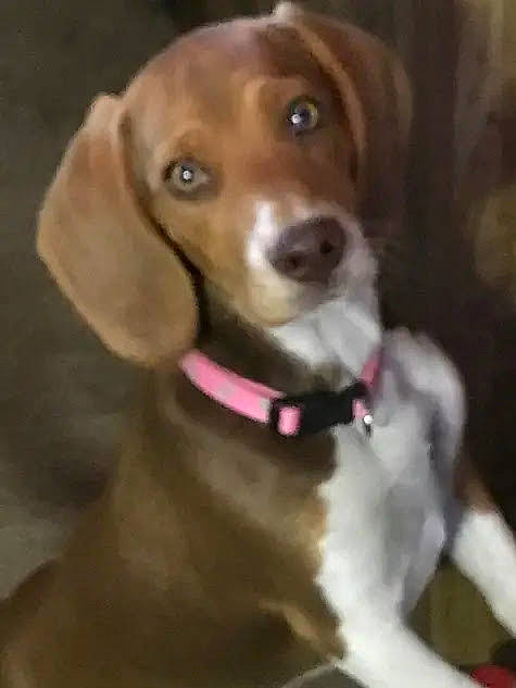 Takla is registered to the contest to win money with this photo: canidae, carnivore, collar, companion_dog, dog, dog_breed, dog_collar, door_handle, fawn, fur, hound, hunting_dog, liver, pet_supply, snout, sporting_group, whiskers, working_animal