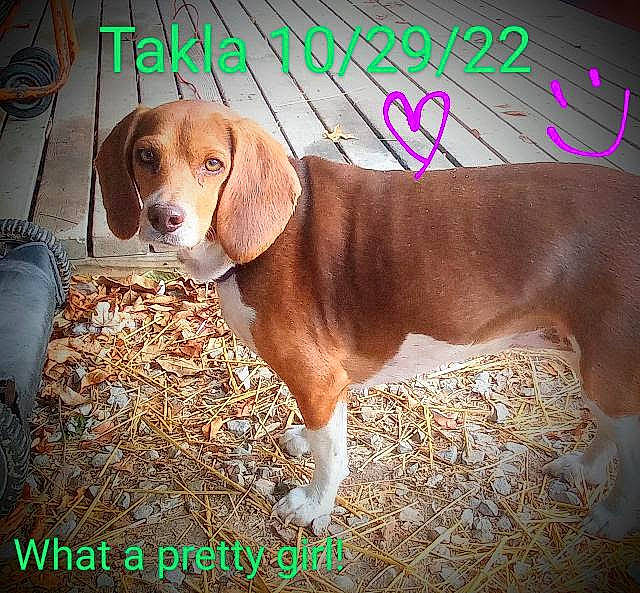 Takla is registered to the contest to win money with this photo: ancient_dog_breeds, carnivore, collar, companion_dog, dog, dog_breed, dog_collar, hound, hunting_dog, liver, pet_supply, photo_caption, scent_hound, sporting_group, tail, terrestrial_animal, whiskers, working_animal