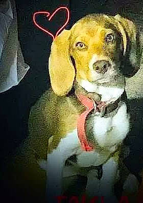 Takla is registered to the contest to win money with this photo: art, beagle, canidae, carnivore, companion_dog, dog, dog_breed, dog_collar, fur, hound, illustration, liver, painting, scent_hound, snout, sporting_group, tail, visual_arts, whiskers, working_animal