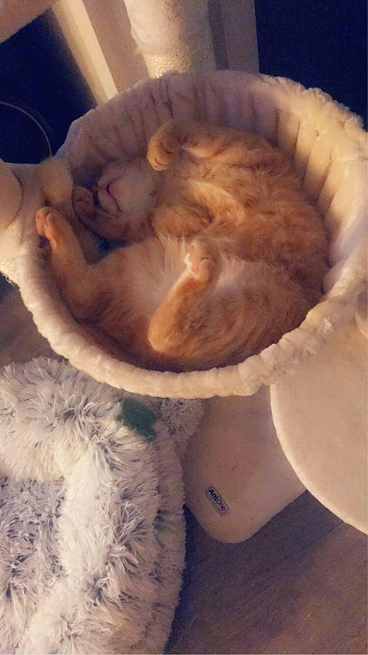 Piloute participe au concours pour gagner de l'argent avec cette photo : carnivore, cat, cat_bed, fawn, felidae, fur, small_to_medium_sized_cats