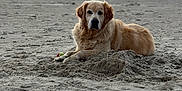 Nala participe au concours pour gagner de l'argent avec cette photo : dog, golden_retriever, beach, sand, tennis_ball, water, ocean, sunset, animal, pet, outdoor, nature, relaxing, calm, canine, fur, mammal, landscape, sky, horizon