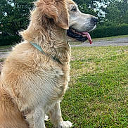 Nala a rejoint le concours — aidez-le/la à gagner de superbes lots ! dog, golden_retriever, animal, pet, outdoor, grass, tongue_out, sitting, fur, canine, nature, greenery, collar, daylight, park, trees, happy, side_view, mammal, friendly
