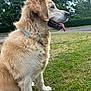 dog, golden_retriever, animal, pet, outdoor, grass, tongue_out, sitting, fur, canine, nature, greenery, collar, daylight, park, trees, happy, side_view, mammal, friendly