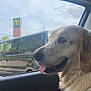 Nala a rejoint le concours — aidez-le/la à gagner de superbes lots ! dog, golden_retriever, car, window, tongue_out, happy, pet, animal, vehicle, van, mcdonalds_sign, outdoor, sky, cloudy, reflection, fur, side_view, transportation, daytime, domestic_animal