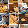 Tinker joined the competition — help win amazing prizes! black_spots, blanket, carpet, cat, chair, collage, cozy, curious, cute, domestic_cat, feline, home, indoor, lying_down, multiple_images, pet_toy, relaxed, resting, sleeping, white_cat