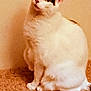 alone, animal, black_markings, carpet, cat, curious, cute, domestic_cat, ears, feline, fur, indoor, looking_up, mammal, pet, quiet, sitting, soft_lighting, whiskers, white_cat
