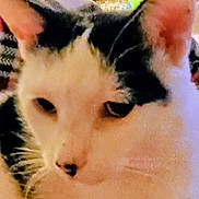 Tinker joined the competition — help win amazing prizes! animal, black_and_white, blurred, cat, close_up, cute, domestic_cat, ears, eyes, face, feline, furry, grainy, head, indoor, mammal, nose, pet, soft_focus, whiskers